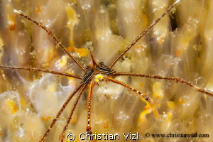 Arrowhead crab on top of anemone, found in Zihuatanejo Ba... by Christian Vizl 